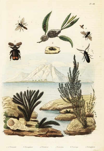Algen, Biene, Wespe und Zikade (Gravur) von Regina Catherine Carey
