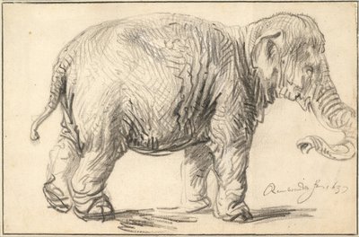 Ein Elefant, 1637 von Rembrandt van Rijn