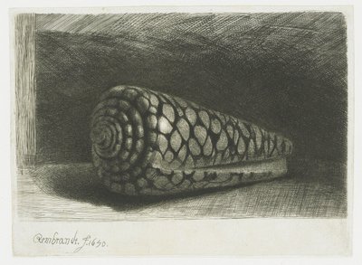Die Muschel von Rembrandt van Rijn