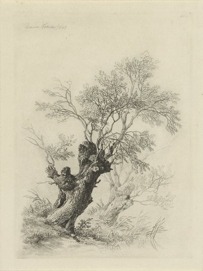 Weidenbaum von Remigius Adrianus Haanen