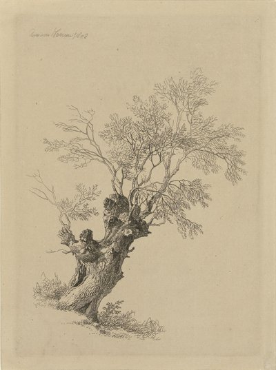 Weidenbaum von Remigius Adrianus Haanen