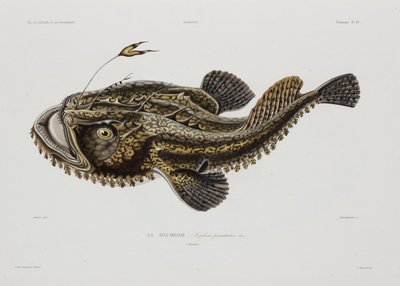 Anglerfisch, Island, frühes 19. Jahrhundert von John Pardon