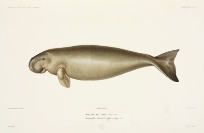 Halicore Dugong von John Pardon
