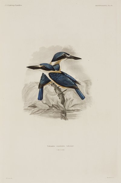 Eisvögel, Samoa von John Pardon