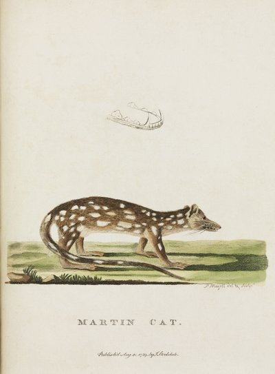 Martin-Katze, Australien, ca. 1788 von John Pardon