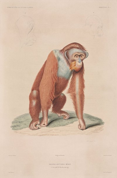 Orang-Utan, Indonesien von John Pardon