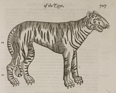 Der Tiger von John Pardon