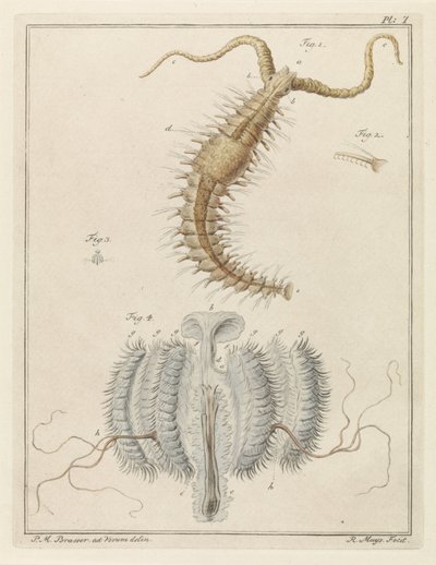 Fransenwurm und eine Rippenqualle von Robbert Muys