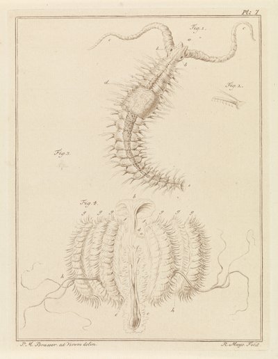 Fransenwurm und eine Rippenqualle von Robbert Muys