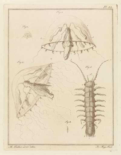 Leptomeduse und ein Brackwasserassel von Robbert Muys