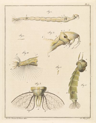 Larve der Pluimmücke von Robbert Muys