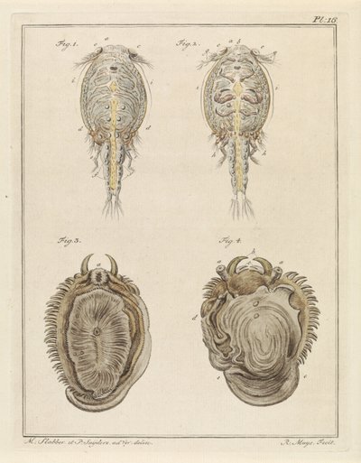 Schalentiere und Weichtiere von Robbert Muys