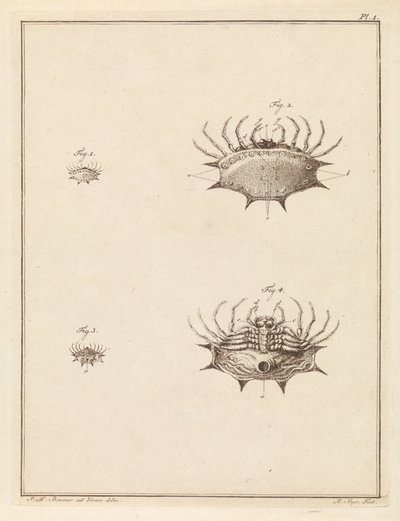 Schulpspin von Robbert Muys