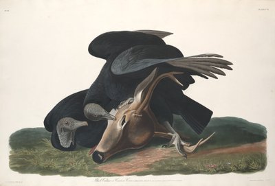 Schwarzgeier, 1831 von Robert Havell