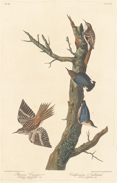 Braunkleiber und kalifornischer Kleiber, 1838 von Robert Havell