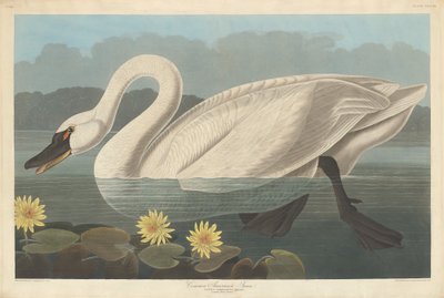 Amerikanischer Schwan, 1838 von Robert Havell