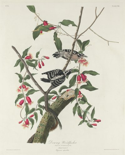 Flaumiger Specht, 1831 von Robert Havell