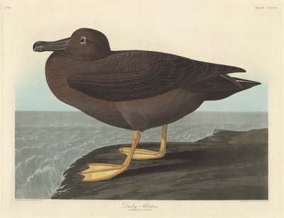 Dunkler Albatros, 1838 von Robert Havell