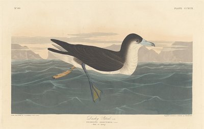 Dunkler Sturmtaucher, 1836 von Robert Havell