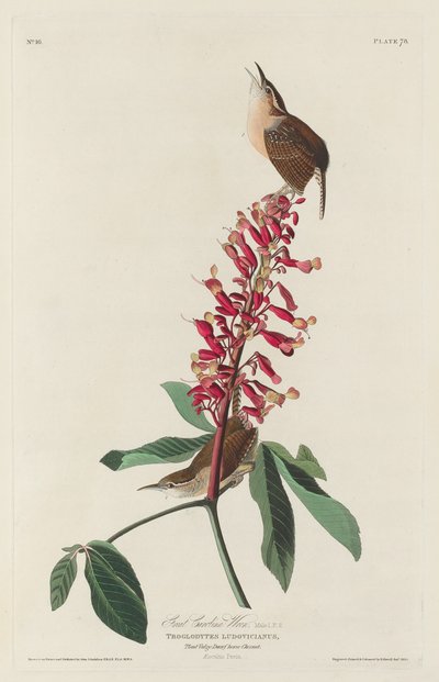 Großer Carolina-Zaunkönig, 1830 von Robert Havell