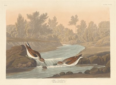 Kleiner Strandläufer, 1836 von Robert Havell