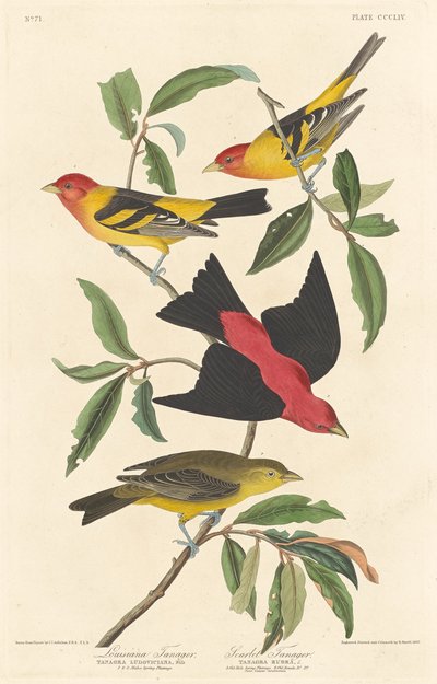 Louisiana-Tangare und Scharlach-Tangare, 1837 von Robert Havell