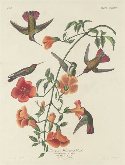 Mangrovenkolibri, 1834 von Robert Havell