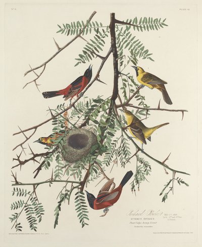 Gartenwaldsänger von Robert Havell