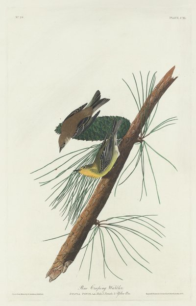 Kriechender Kiefernsänger, 1832 von Robert Havell