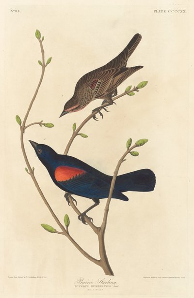 Prärie-Star, 1838 von Robert Havell