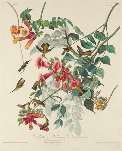 Rubinkehlkolibri, 1828 von Robert Havell