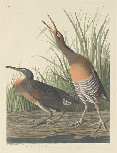 Salzwassersumpfhuhn, 1834 von Robert Havell