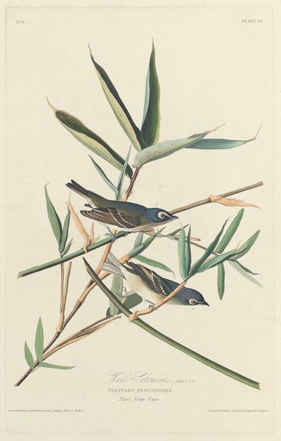 Einsamer Fliegenschnäpper von Robert Havell
