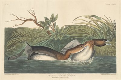 Amerikanischer Zwergtaucher von Robert Havell after John James Audubon