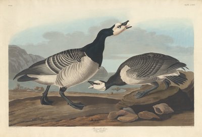 Ringelgans von Robert Havell after John James Audubon