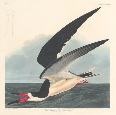 Schwarzer Skimmer von Robert Havell after John James Audubon