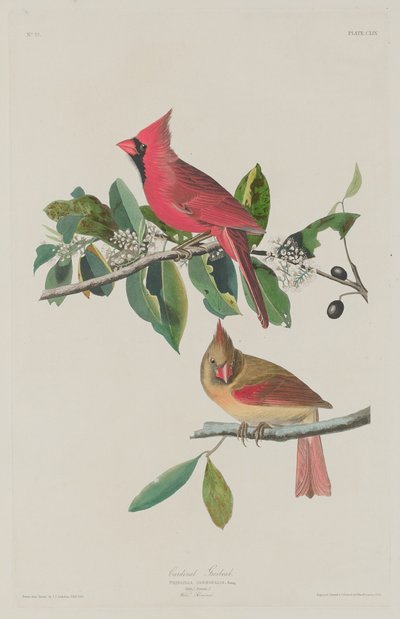 Kardinalsgrosbeak von Robert Havell after John James Audubon