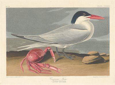 Cayenne-Seeschwalbe von Robert Havell after John James Audubon