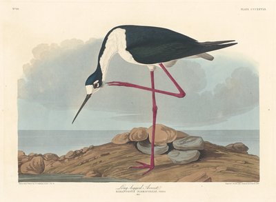 Langbeiniger Säbelschnäbler von Robert Havell after John James Audubon