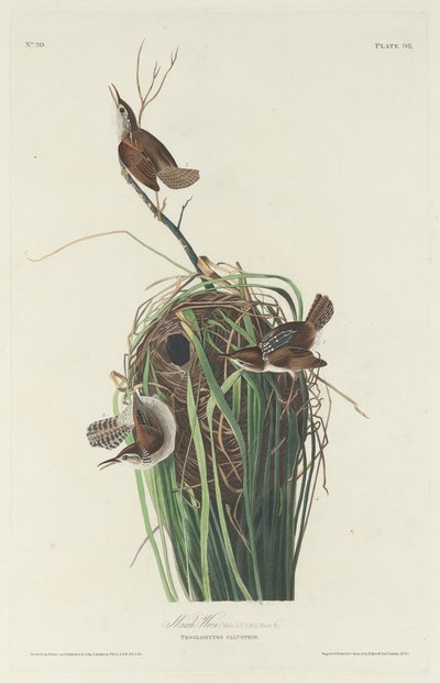 Sumpfzaunkönig von Robert Havell after John James Audubon