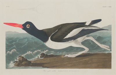 Austernfischer von Robert Havell after John James Audubon