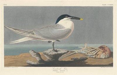 Brandseeschwalbe von Robert Havell after John James Audubon