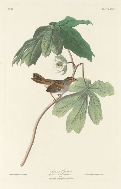 Sumpfspatz von Robert Havell after John James Audubon