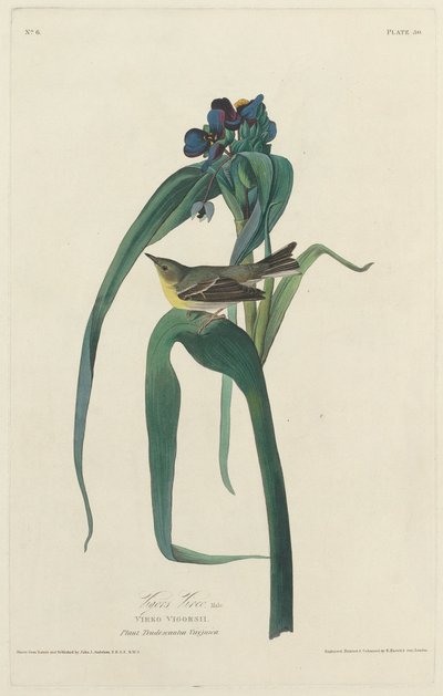 Vigorsvireo von Robert Havell after John James Audubon