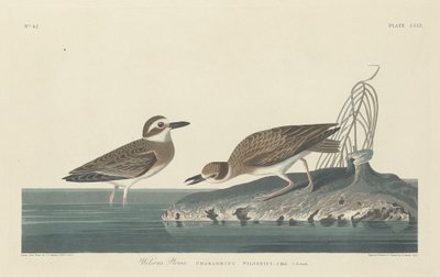Wilsonregenpfeifer von Robert Havell after John James Audubon