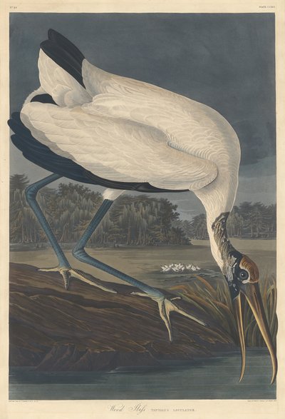 Waldstorch von Robert Havell after John James Audubon