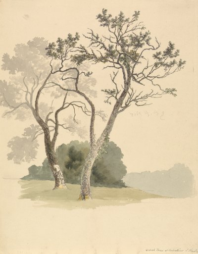 Obstbäume bei Under River in der Nähe von Knole von Robert Hills
