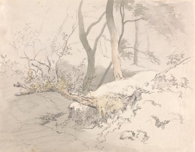Waldschatten von Robert Hills