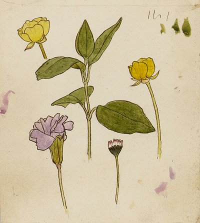Studie von Blumen - Butterblume und Gänseblümchen von Rosa Brett