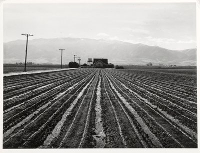 Junger Salat, Salinas, Kalifornien von Russell Lee